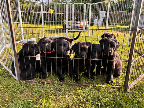 Gorgeous Black Labrador puppies for sale
