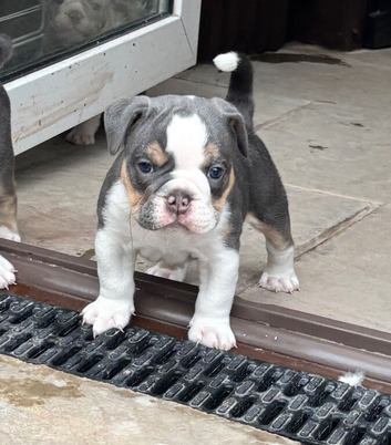 Last Blue Tri Olde English Bulldogge boy