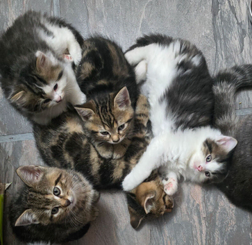 8 kittens