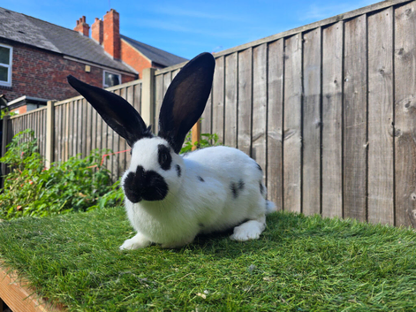 Rabbit Babies Looking for Their Forever Homes!