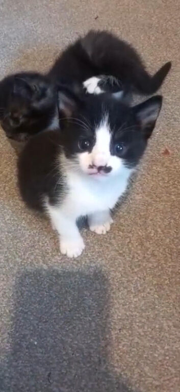 &ldquo;Black & White Tuxedo Cat &ndash; Beautiful Domestic Shorthair&rdquo;