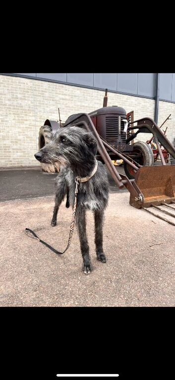 Stunning beddy/whippet lurcher puppies for sale
