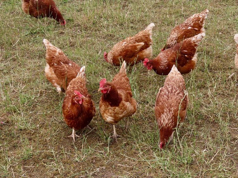ISA Brown hens