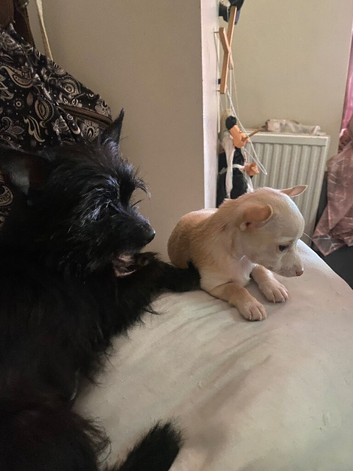 Little boy chihuahua x