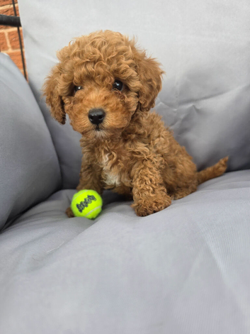 Stunning little boy left from a litter of 3