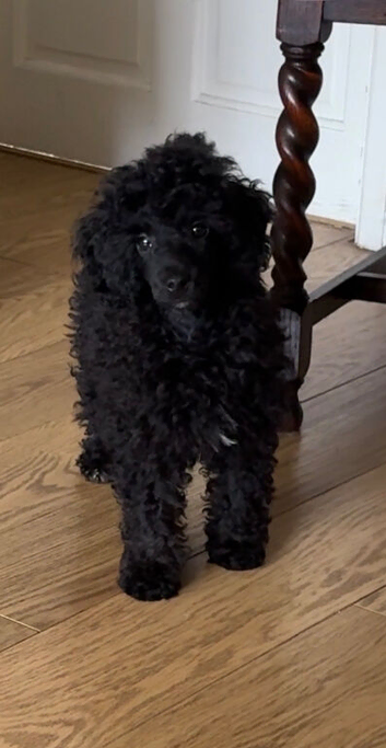 10 weeks old mini poodle male
