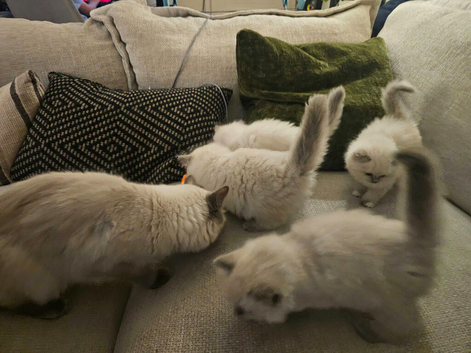 Stunning Ragdoll Kittens Available &ndash; Worcester