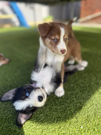 Labradoodle &times; Siberian Husky Puppies - Bury