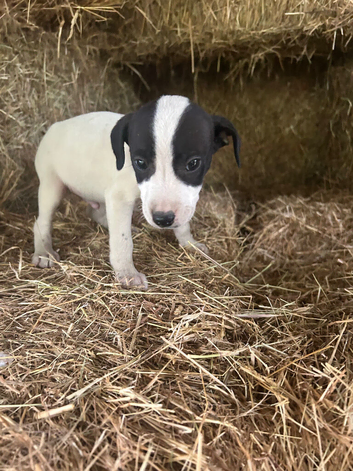 One beautiful Jack Russell puppy available