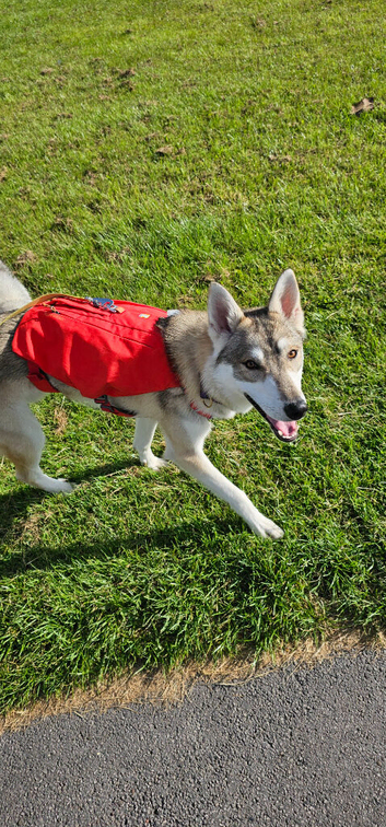 Inuit X Timber Wolfdog