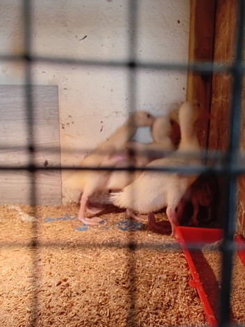 4 Cherry valley ducklings