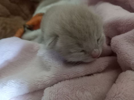 6 stunning ginger kittens borne yesterday  ,one is white  k