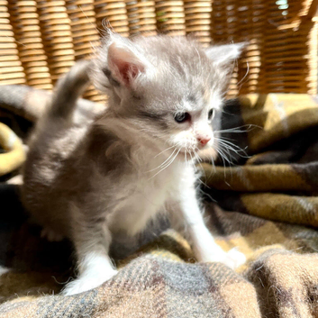 Blue & White Silver Tortie
