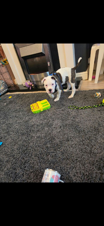 12 week old boy