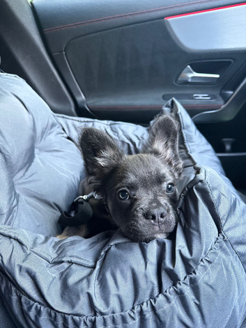 Puppy rehoming