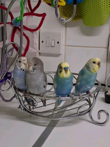 Budgies, Cage, Toys and other bits for sale