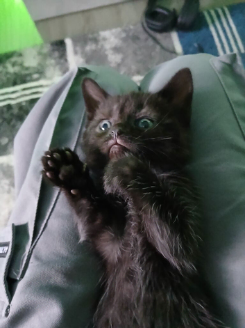 Gorgeous dark grey and black tabby boy.