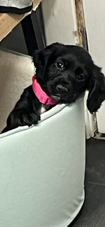 Cocker spaniel puppy