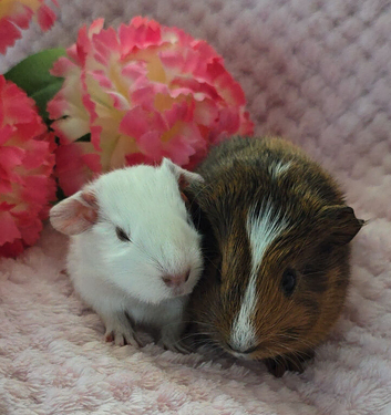 Sow pair available