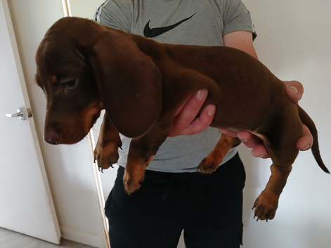 Minitature daschound