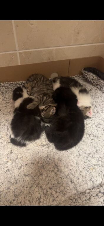 3 beautiful kittens