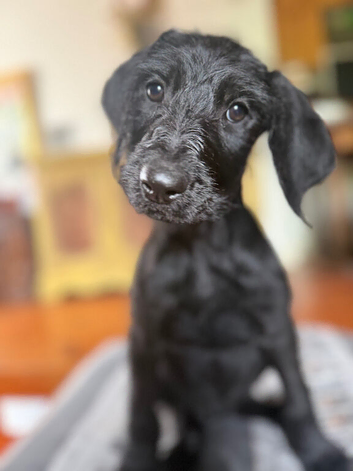 2 puppies names yet to come