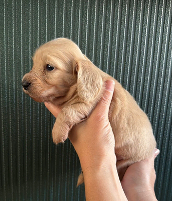 Cream Longhair Miniature dachshund