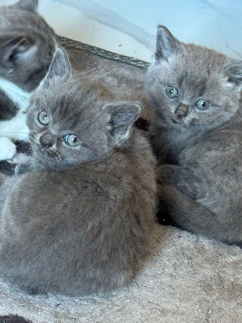 2 males and 2 females
