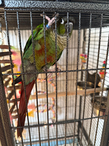 Green cheek