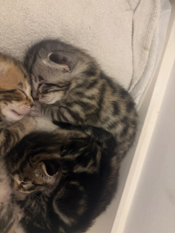 4 beautiful part bengal kittens