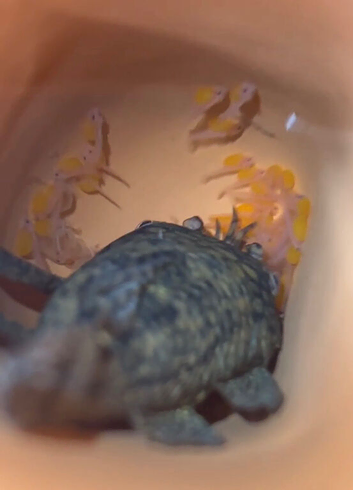 Honeycomb pleco trio