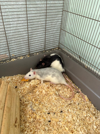 2 young females