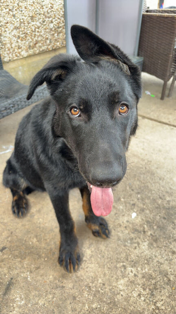 BLAZE 8 months old
