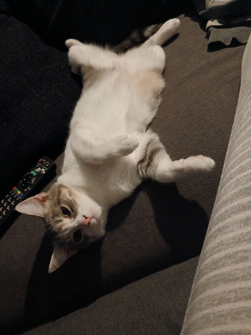 1 boy 1 girl 6 months old mum a tabby dad a turkish van