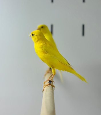 Canaries