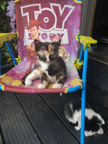 Kittens looking for forever home