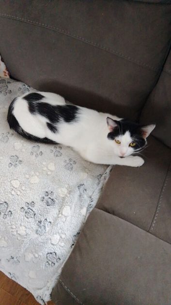 2 year old male cat