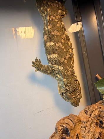 Leachieanus geckos