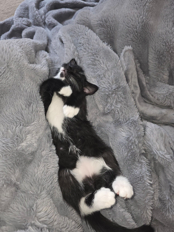 Kitten boy Zoro