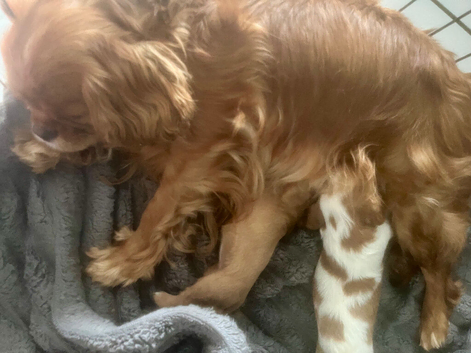 Kennel club registered Blenheim male