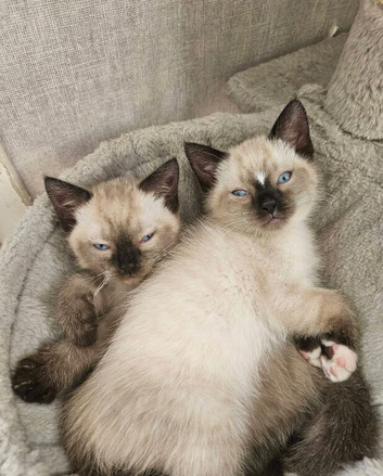 Beautiful kittens male