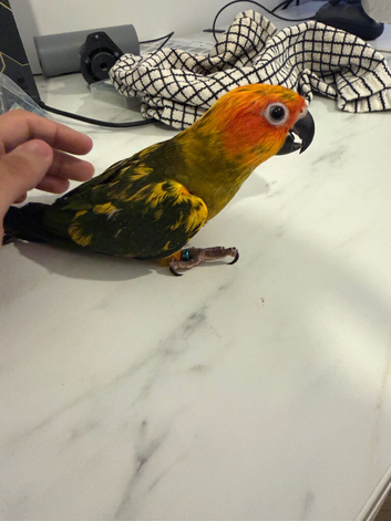 Selling baby handreared sun conures