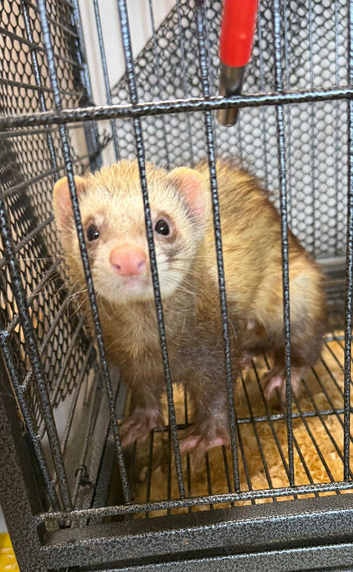 1 year old sandy/colored hob