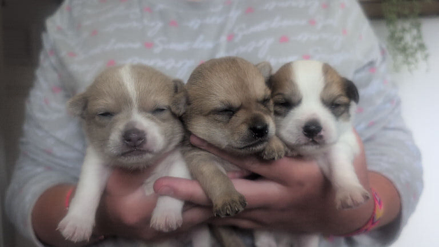 Pom-chi babies seeking forever homes