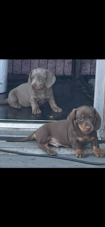 Isabella and tan miniature dachunds