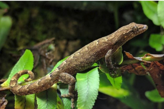 3 mourning geckos