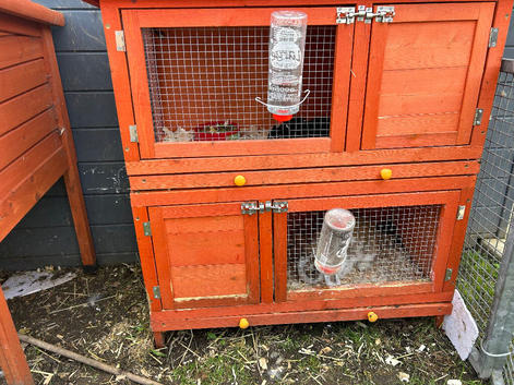 Mini lops for sale