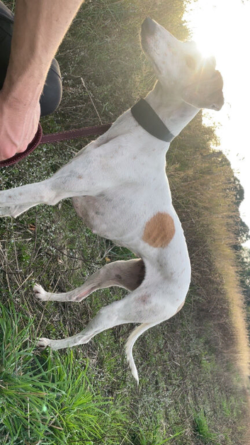 Saluki x lurcher reserve your pups now