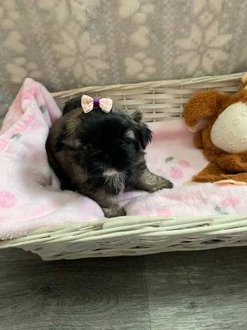 Miniature Imperial shih tzu puppies