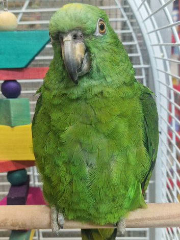 Stunning Tame talks Yellow crowned Amazon